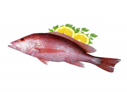 قیمت خرید ماهی سرخو کوچک + عکس